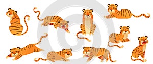 Cute tiger in various poses set. Jungle wild predator animals cartoon vector illustration