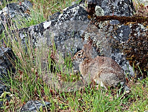 Cute timid brown bunny in grass wel camouflaged