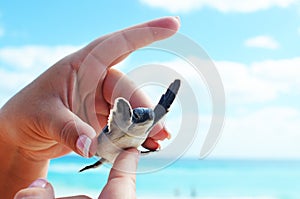 Cute and tiny baby sea turtle.