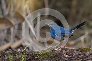 Cute tiny blue bird in the highland forest.