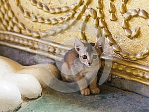 Cute tiny kitten sitting transfixed next to giant Buddha foot