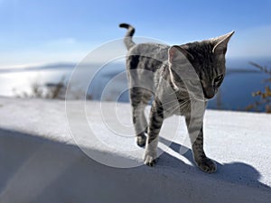 Cute Tiny Kittin Stands High Above the Sea in Santorini Greece