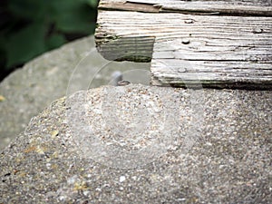 Cute tiny lizard head popping out from behind a large stone