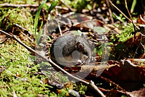 Niedlich kleiner mäuse Versteck zwischen mech a Blätter 