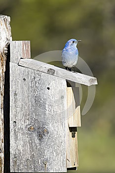Cute tiny mountain bluebird on bird house