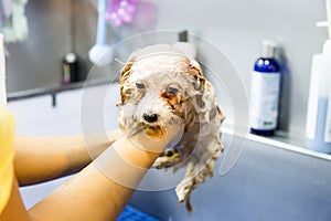 Cute tiny poodle puppy dog being showered on a bath basin