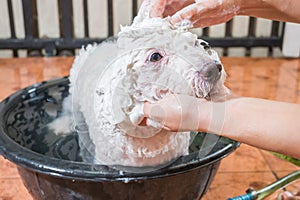 Cute tiny poodle puppy dog taking shower on bath basin.