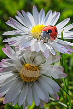 Cute tiny red lady sittin on a daisy in the garden
