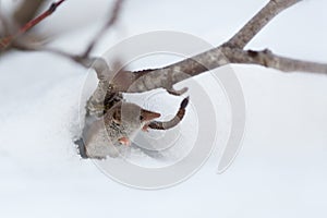 A cute tiny shrew peeks out of a burrow in the snow