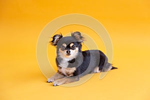 Cute tiny tricolor long-haired chihuahua lying down on orange seamless background