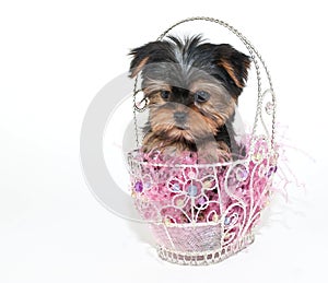 Easter Yorkie Puppy photo