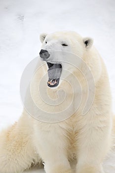Cute tired Polar bear