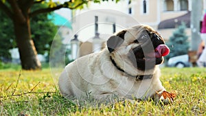 Cute tired pug dog rest on the grass in the city park at the sunset