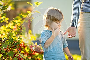 Cute toddler boy eating red currants in a garden on warm and sunny summer day. Fresh healthy organic food for small kids