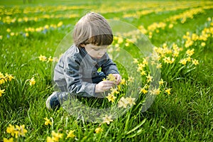 Cute toddler boy having fun between rows of beautiful yellow daffodils blossoming on spring day