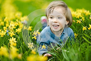 Cute toddler boy having fun between rows of beautiful yellow daffodils blossoming on spring day