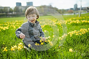 Cute toddler boy having fun between rows of beautiful yellow daffodils blossoming on spring day