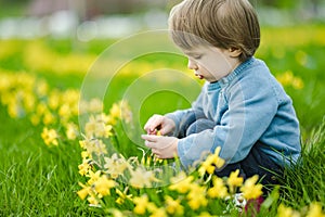 Cute toddler boy having fun between rows of beautiful yellow daffodils blossoming on spring day