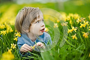 Cute toddler boy having fun between rows of beautiful yellow daffodils blossoming on spring day