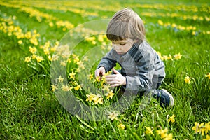 Cute toddler boy having fun between rows of beautiful yellow daffodils blossoming on spring day