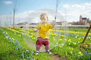 Cute toddler boy having fun between rows of beautiful yellow daffodils and blue scillas blossoming on spring day