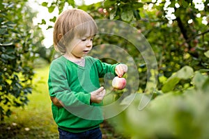 Cute toddler boy helping to harvest apples in apple tree orchard in summer day. Child picking fruits in a garden. Fresh healthy