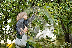 Cute toddler boy helping to harvest apples in apple tree orchard in summer day. Child picking fruits in a garden. Fresh healthy