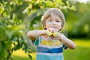 Cute toddler boy helping to harvest apples in apple tree orchard in summer day. Child picking fruits in a garden. Fresh healthy