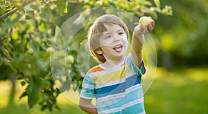 Cute toddler boy helping to harvest apples in apple tree orchard in summer day. Child picking fruits in a garden. Fresh healthy