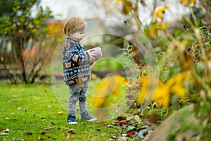 Cute toddler boy picking fresh berries on organic raspberry farm on warm autumn day. Harvesting fresh berries on fall day