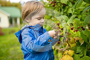 Cute toddler boy picking fresh berries on organic raspberry farm on warm autumn day. Harvesting fresh berries on fall day