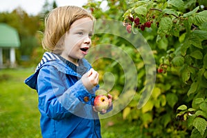 Cute toddler boy picking fresh berries on organic raspberry farm on warm autumn day. Harvesting fresh berries on fall day