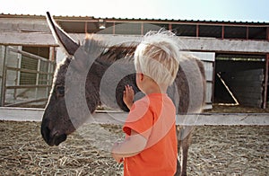 Cute toddler boy touching and stroking baby donkey on farm in Cyprus