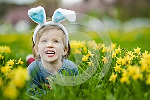 Cute toddler boy wearing bunny ears having fun between rows of yellow daffodils blossoming on spring day. Celebrating Easter