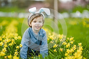 Cute toddler boy wearing bunny ears having fun between rows of yellow daffodils blossoming on spring day. Celebrating Easter
