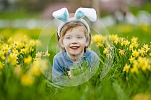 Cute toddler boy wearing bunny ears having fun between rows of yellow daffodils blossoming on spring day. Celebrating Easter