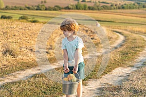 Cute toddler boy working on farm outdoors. Child farmer in the farm with harvest at countryside background. Crop