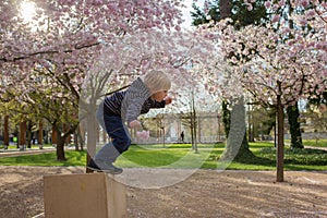 Cute toddler child, boy playing happily in pink blooming sacura garden