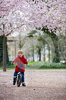 Cute toddler child, boy riding bike in pink blooming sacura garden