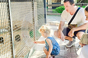 Cute toddler child girl and her parents feeding rabbits sitting in cage at the zoo or animal farm. Outdoor fun for kids. Family re