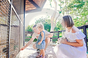 Cute toddler child girl and her parents feeding rabbits sitting in cage at the zoo or animal farm. Outdoor fun for kids. Family re