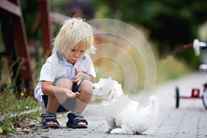 Cute toddler child with white maltese puppy, playing in the park, walking