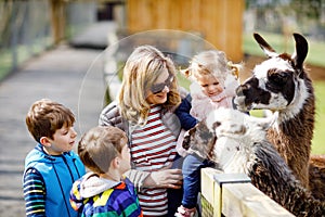 Cute toddler girl, two little school kids boys and young mother feeding lama and alpaca on a kids farm. Three children