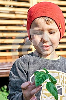 Cute toddler in red knitted hat holds fresh basil in hands