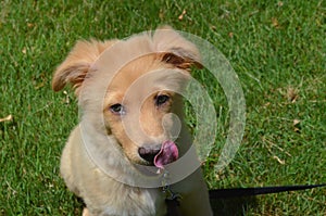 Cute Toller Puppy Dog Licking His Nose