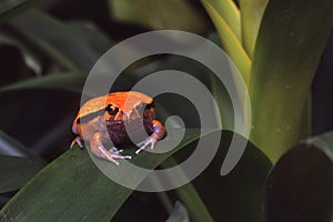 Cute Tomato Frog, Dyscophus guineti, from Madagascar