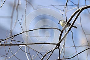 Cute tomtit sitting on a tree branch against a blue sky