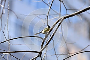 Cute tomtit sitting on a tree branch against a blue sky