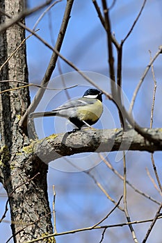 Cute tomtit sitting on a tree branch against a blue sky