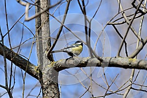 Cute tomtit sitting on a tree branch against a blue sky